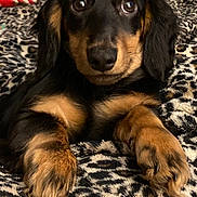 Levi joined the competition — help win amazing prizes! dog, puppy, dachshund, black_and_tan, animal, pet, cute, lying_down, blanket, leopard_print, fur, paw, toy, indoor, close_up, eyes, nose, whiskers, ears, expression
