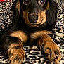 dog, puppy, dachshund, black_and_tan, animal, pet, cute, lying_down, blanket, leopard_print, fur, paw, toy, indoor, close_up, eyes, nose, whiskers, ears, expression