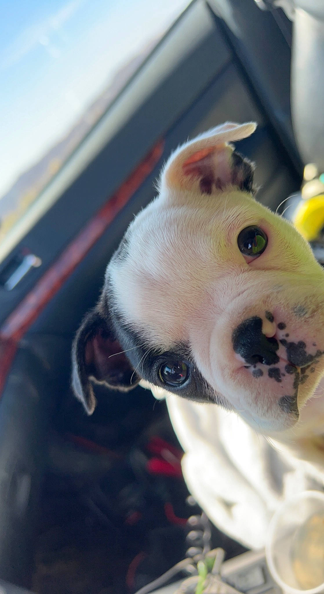 Dottie joined the competition — help win amazing prizes! canidae, carmine, carnivore, collar, companion_dog, dog, dog_breed, fawn, fur, mascot, non_sporting_group, plush, snout, sporting_group, stuffed_toy, toy, toy_dog, whiskers, working_animal