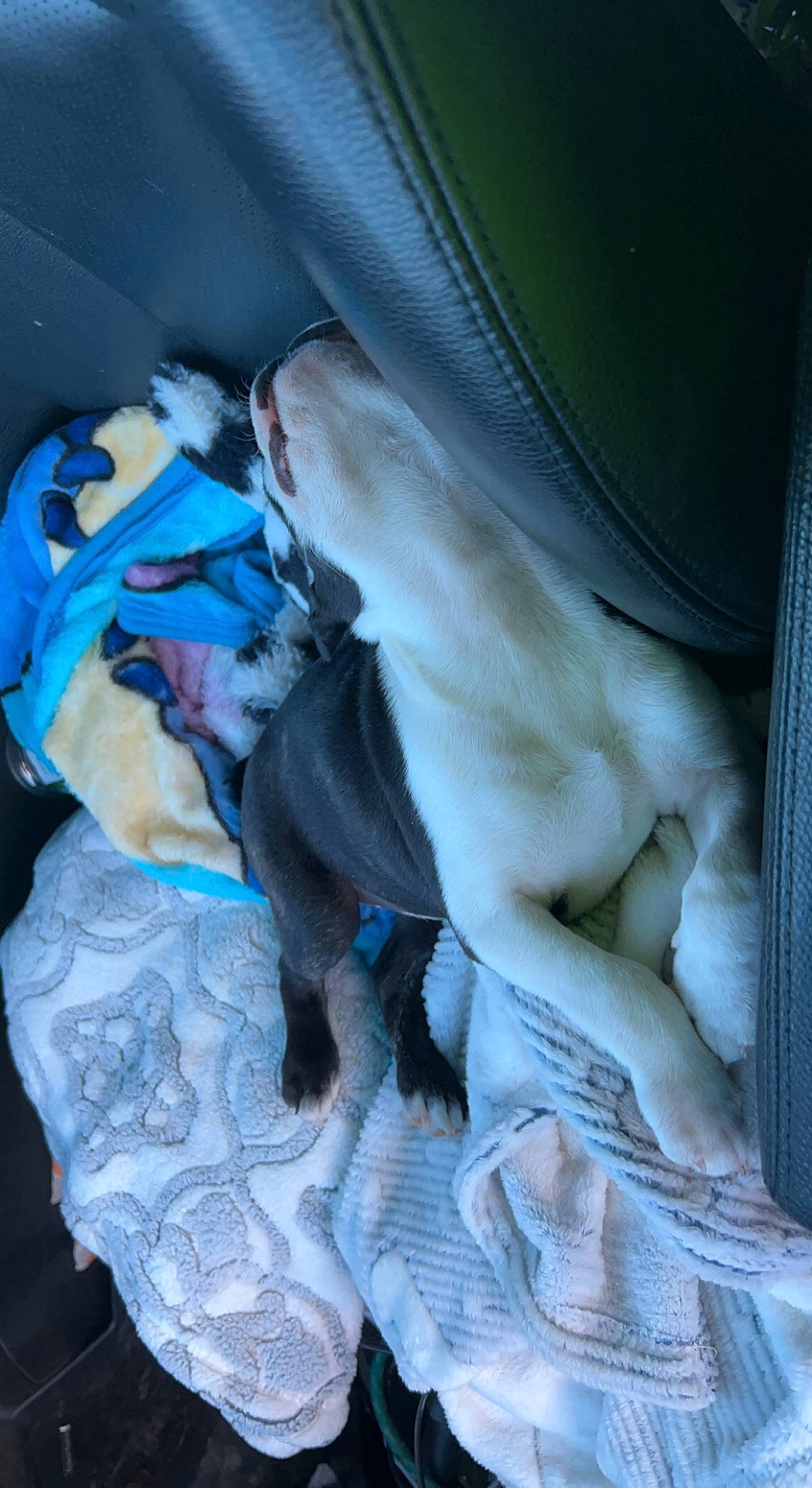 Dottie is registered to the contest to win money with this photo: bed_sheet, bedding, canidae, carnivore, chest, comfort, companion_dog, dog_breed, electric_blue, fawn, felidae, fur, human_leg, linens, mammal, room, small_to_medium_sized_cats, sporting_group, thigh, whiskers