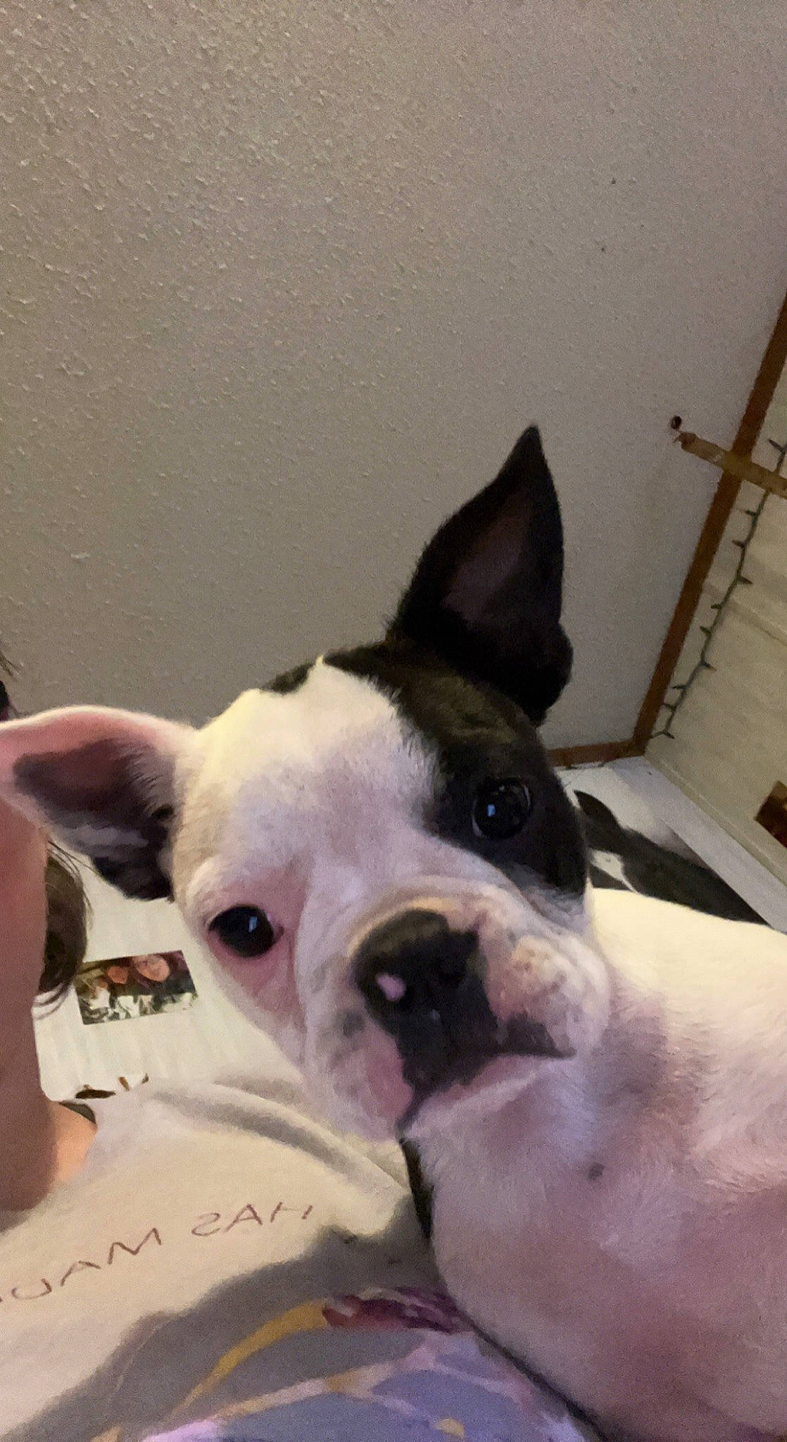 Dottie joined the competition — help win amazing prizes! boston_terrier, canidae, carnivore, collar, comfort, companion_dog, dog, dog_breed, ear, fawn, french_bulldog, fur, handwriting, pet_supply, snout, sporting_group, terrestrial_animal, toy_dog, whiskers, working_animal
