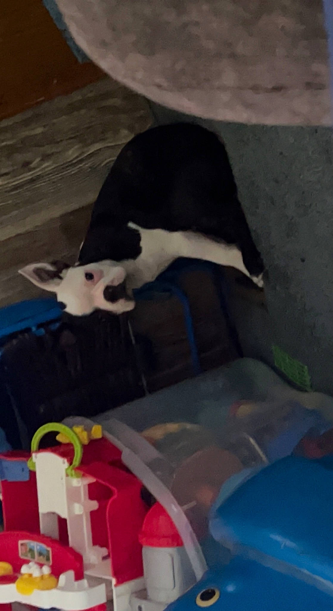 Dottie is registered to the contest to win money with this photo: automotive_exterior, canidae, carmine, carnivore, cat, comfort, dog_breed, domestic_short_haired_cat, felidae, fur, grass, human_leg, linens, non_sporting_group, plastic, small_to_medium_sized_cats, snout, sporting_group, tail, whiskers