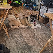 Cree joined the competition — help win amazing prizes! akita, cozy, dog, furniture, happy, home_decor, indoor, lamp, living_room, mounted_deer_head, panting, pet, relaxed, rug, shelf, table, toy_car, toys, tv, wooden_floor