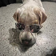 Pearl joined the competition — help win amazing prizes! animal, canine, closeup, cool, cute, dog, ears, floor, household, indoor, lying_down, mammal, pet, portrait, reflection, relaxing, snout, sunglasses, terrazzo, whiskers