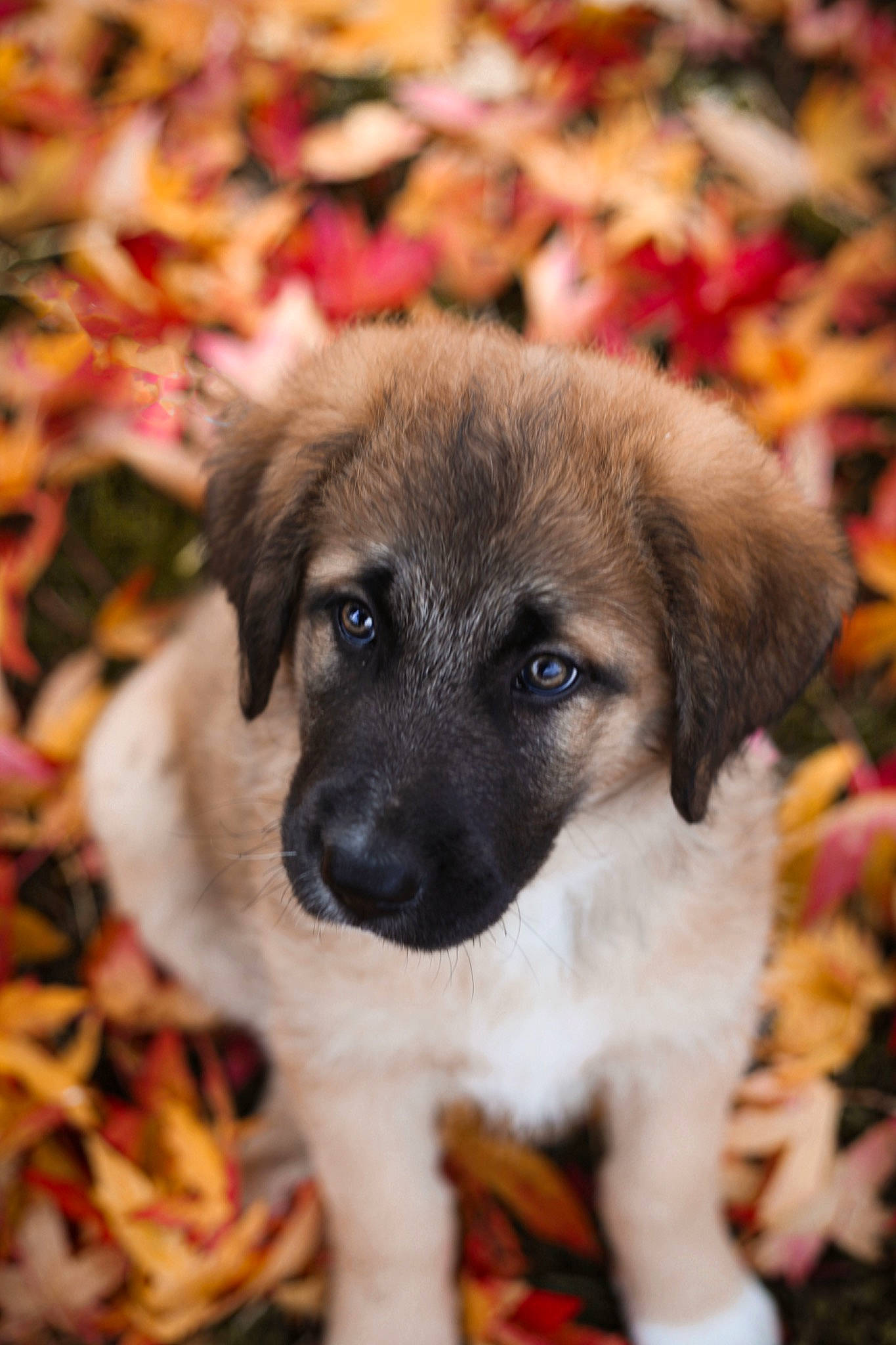 Baloo a rejoint le concours — aidez-le/la à gagner de superbes lots ! ancient_dog_breeds, art, canidae, carnivore, companion_dog, dog, dog_breed, fawn, fur, plant, puppy, snout, sporting_group, terrestrial_animal, whiskers, working_animal, working_dog