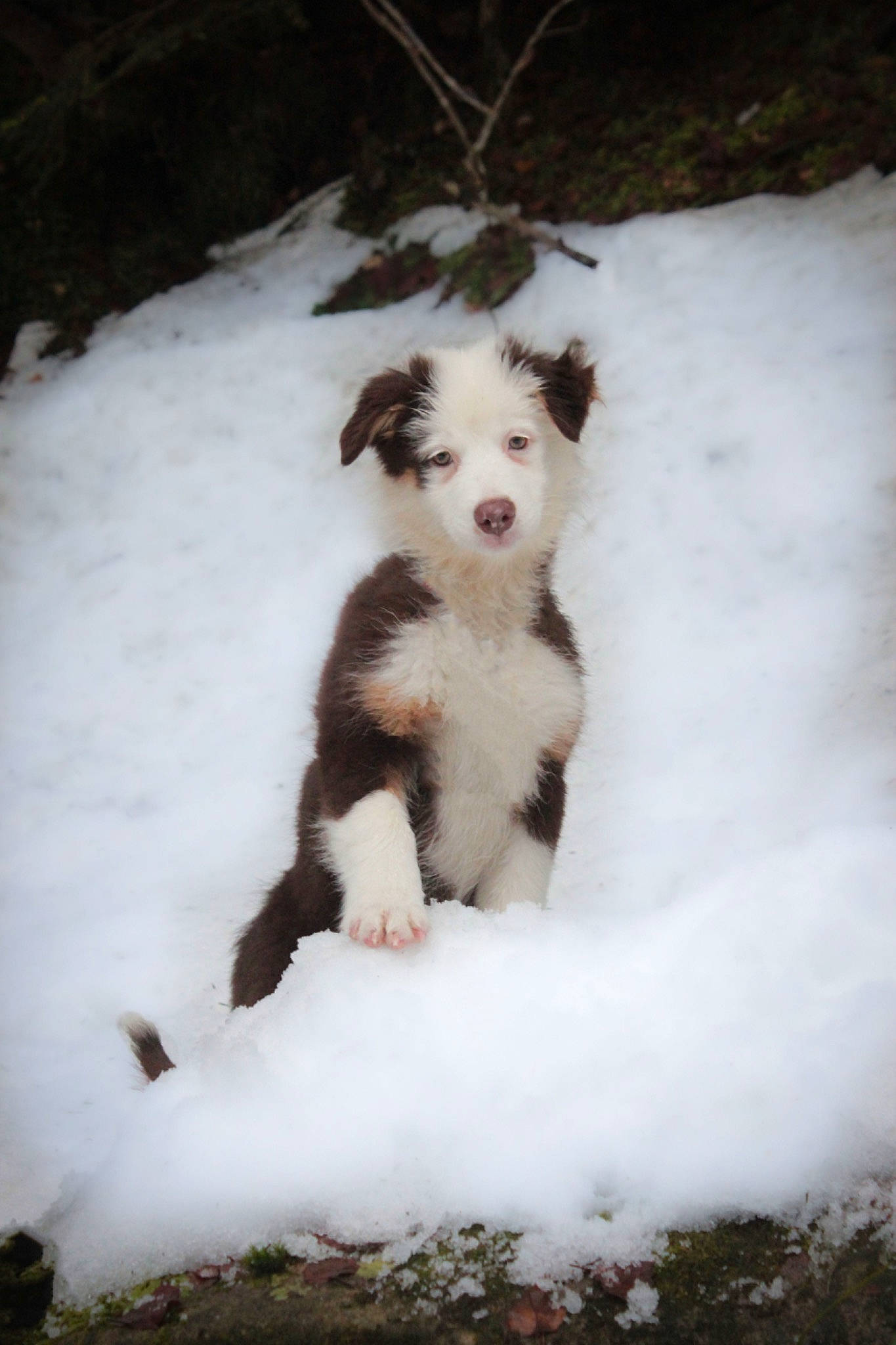 Sybelle participe au concours pour gagner de l'argent avec cette photo : canidae, carnivore, companion_dog, dog, dog_breed, event, fawn, felidae, freezing, fur, paw, plant, snow, sporting_group, tail, terrestrial_animal, tree, whiskers, window, winter