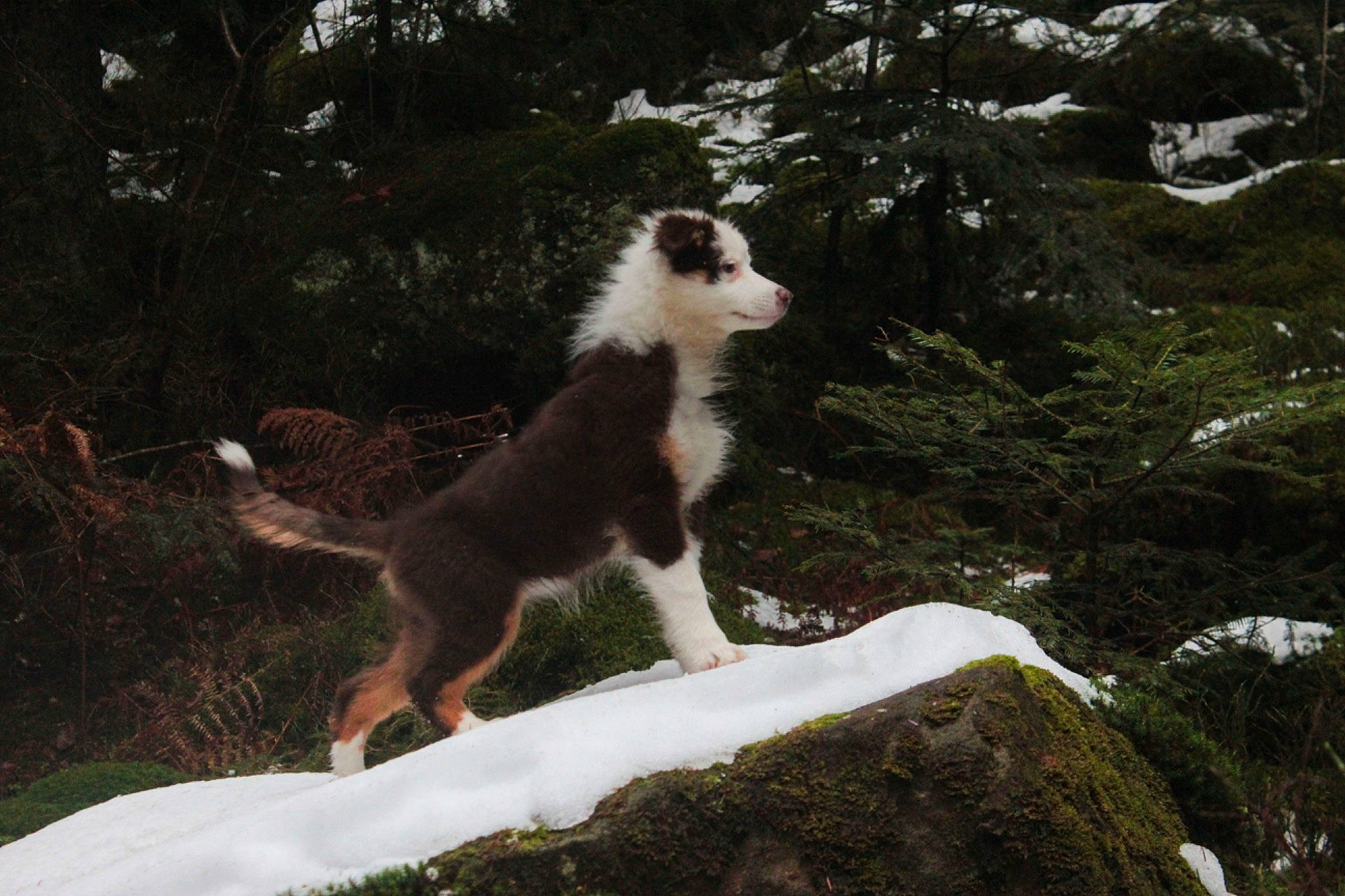 Sybelle a rejoint le concours — aidez-le/la à gagner de superbes lots ! canidae, carnivore, companion_dog, dog, dog_breed, fawn, felidae, fur, grass, herding_dog, plant, sitting, small_to_medium_sized_cats, snow, sporting_group, tail, terrestrial_animal, tree, winter, working_dog