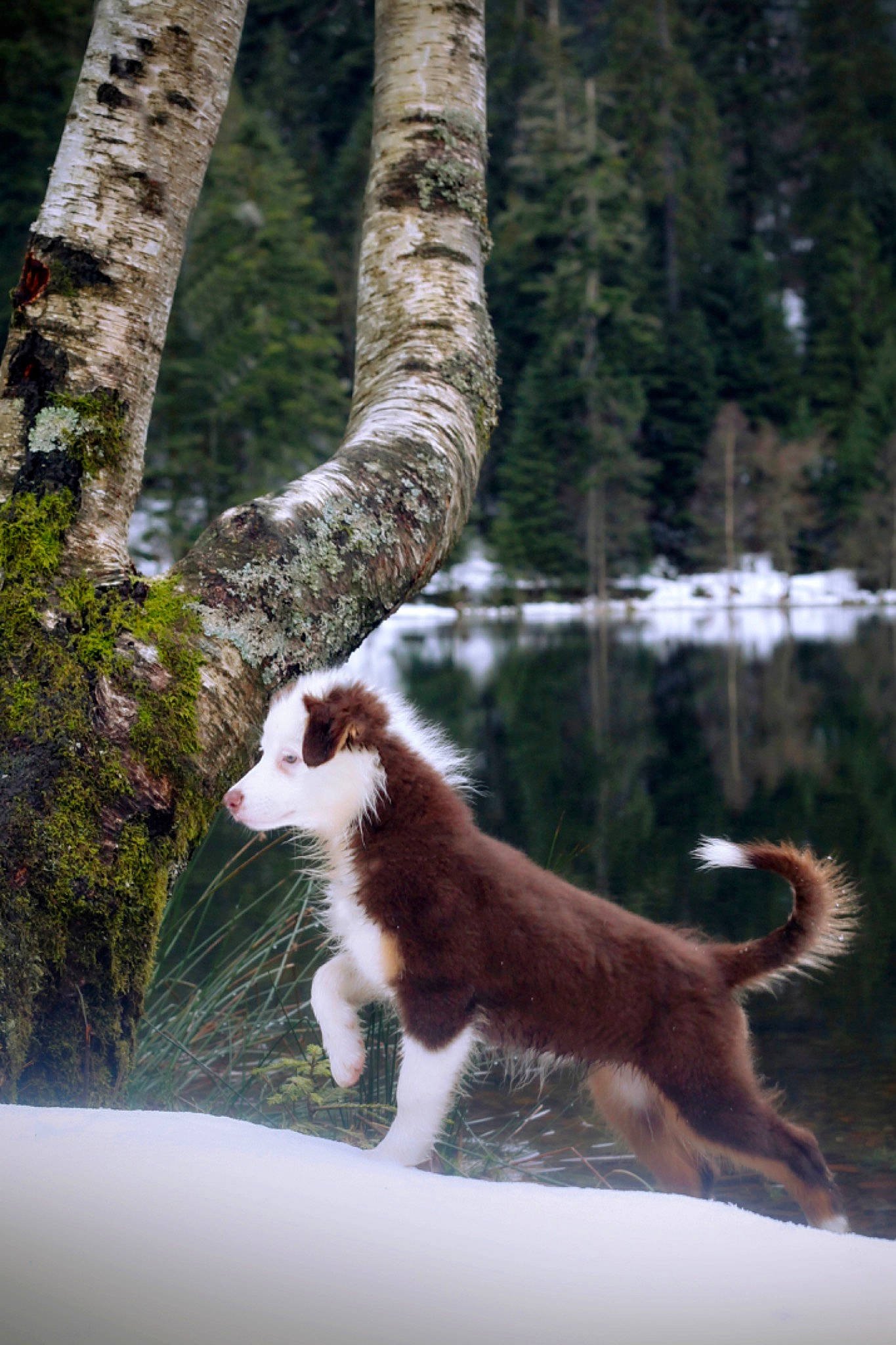 Sybelle a rejoint le concours — aidez-le/la à gagner de superbes lots ! branch, carnivore, cat, dog_breed, fawn, felidae, grass, natural_landscape, nature, plant, small_to_medium_sized_cats, snout, tail, tree, trunk, twig, vertebrate, whiskers, wood, woody_plant