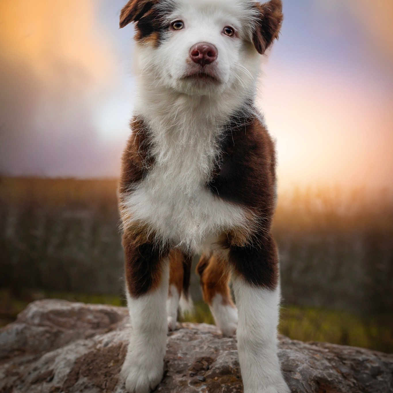 Sybelle