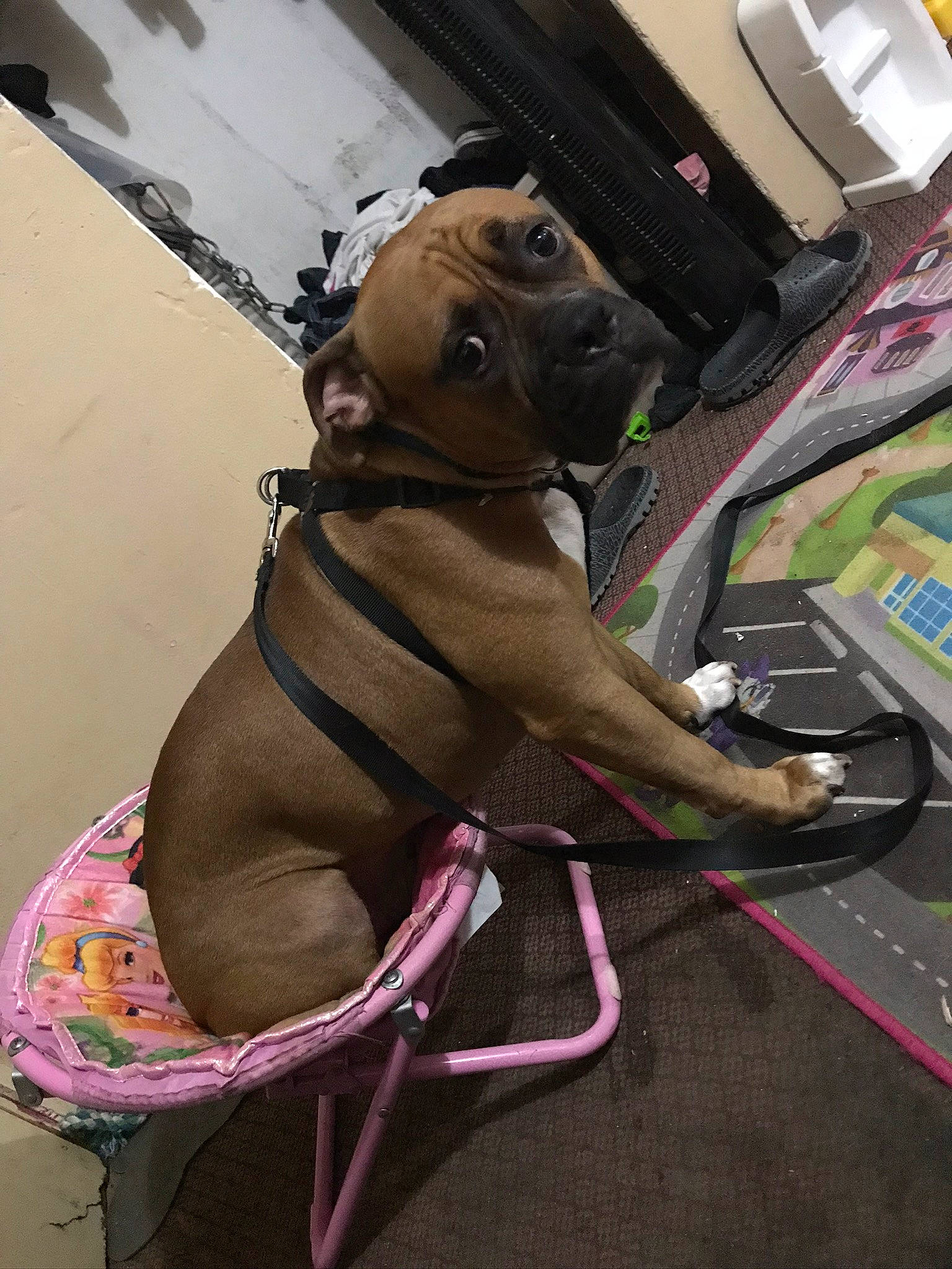 Chato is registered to the contest to win money with this photo: bullmastiff, canidae, carnivore, dog, dog_breed, fawn, non_sporting_group, snout