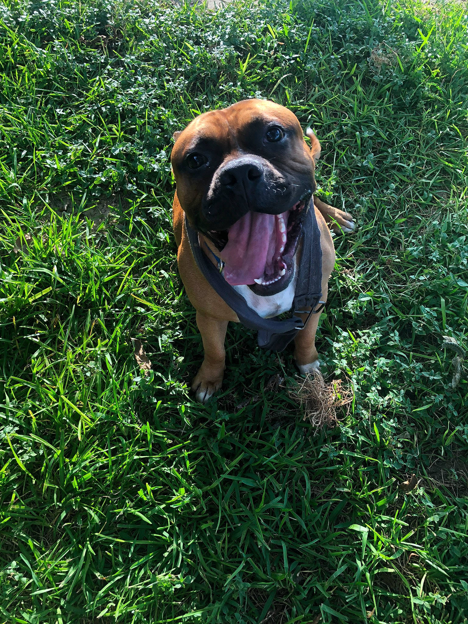 Chato is registered to the contest to win money with this photo: american_bulldog, australian_bulldog, british_bulldogs, bulldog, canidae, carnivore, companion_dog, dog, dog_breed, dorset_olde_tyme_bulldogge, fawn, grass, mammal, non_sporting_group, old_english_bulldog, olde_english_bulldogge, renascence_bulldogge, toy_bulldog, valley_bulldog, white_english_bulldog
