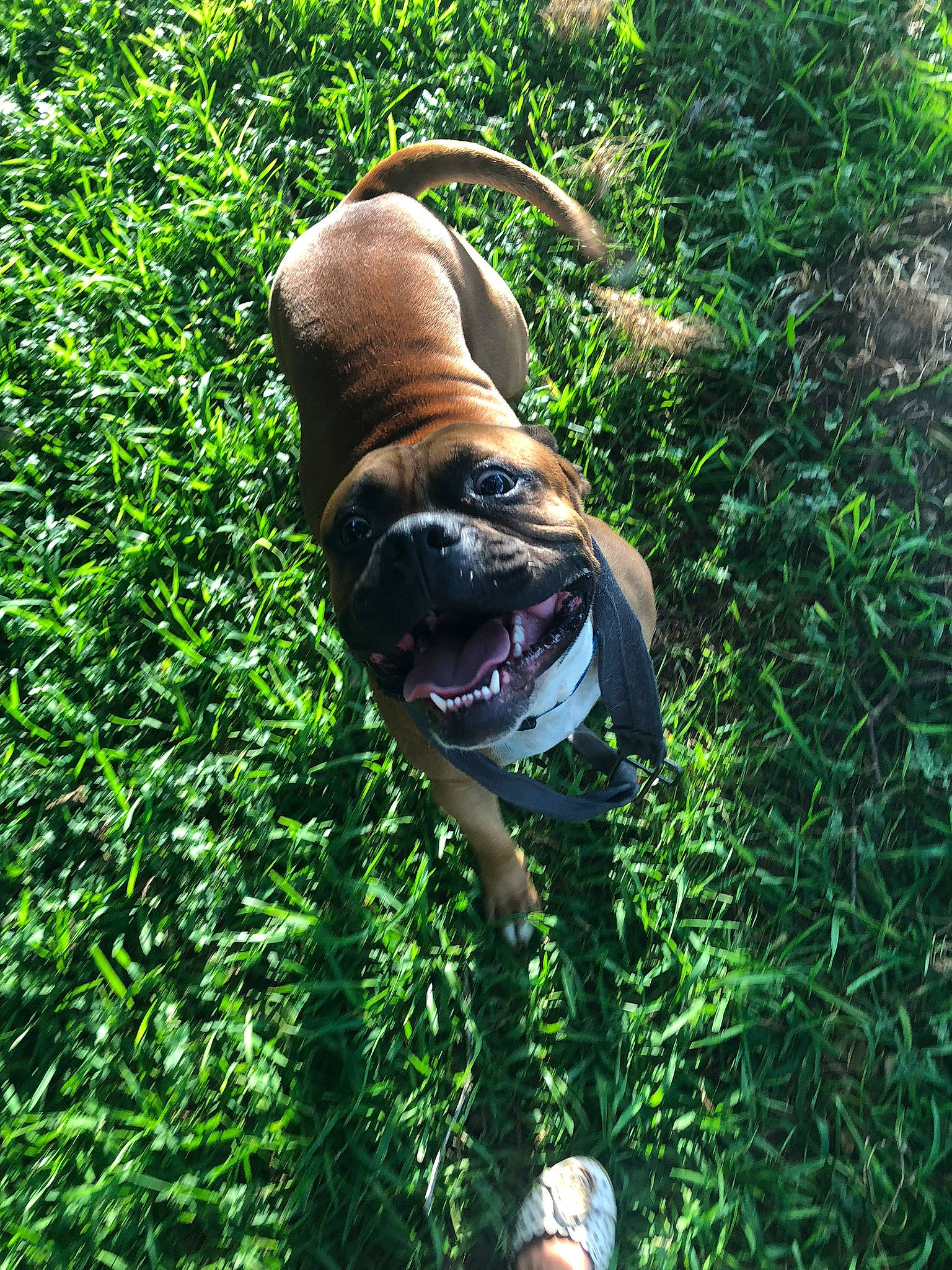 Chato is registered to the contest to win money with this photo: boerboel, bullmastiff, canidae, carnivore, dog, dog_breed, fawn, grass, plant, pug, tree