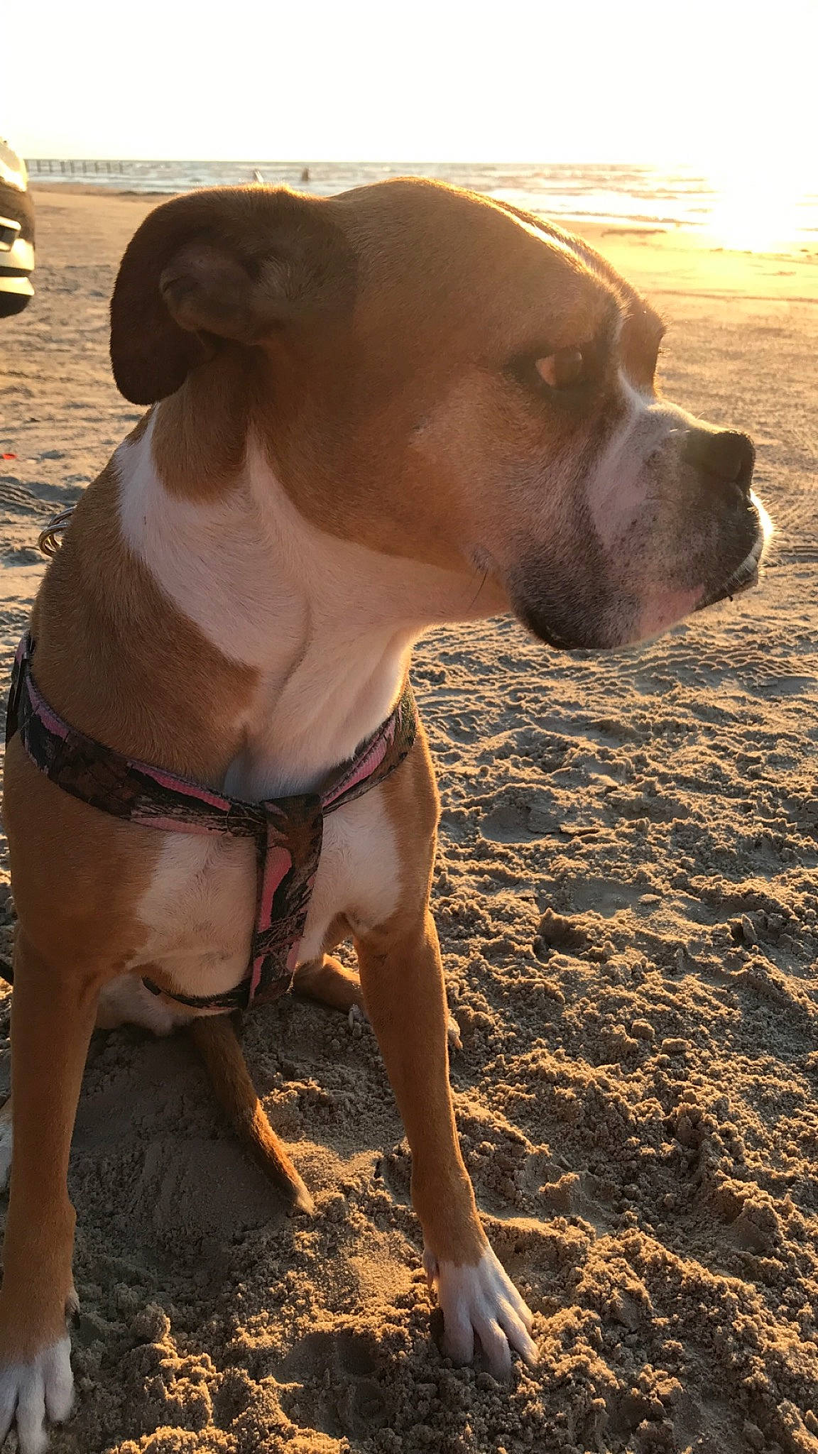 Buster joined the competition — help win amazing prizes! american_pit_bull_terrier, american_staffordshire_terrier, bandog, bully_kutta, canidae, carnivore, catahoula_bulldog, cordoba_fighting_dog, dog, dog_breed, fawn, mammal, molosser, non_sporting_group, pit_bull, rare_breed_dog, snout, sporting_group, vertebrate