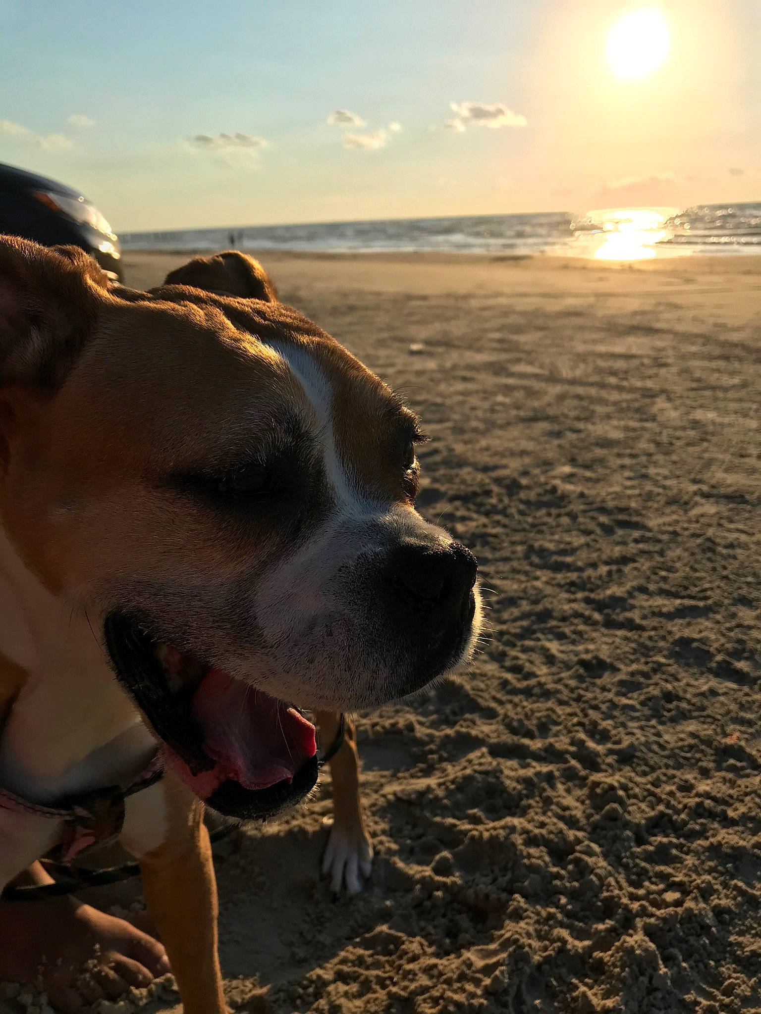 Bella Bellz is registered to the contest to win money with this photo: american_bulldog, american_pit_bull_terrier, american_staffordshire_terrier, beach, bulldog, canidae, carnivore, dog, dog_breed, fawn, non_sporting_group, ocean, olde_english_bulldogge, sand, sea, sky, snout, sporting_group, sunlight, valley_bulldog