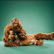 Enzo is registered to the contest to win money with this photo: dog, brown_dog, curly_fur, pet, animal, playful, paw, lying_down, studio_shot, green_background, cute, fluffy, canine, posing, fur_texture, domestic_animal, friendly, pet_portrait, animal_pose, adorable