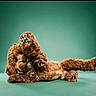 dog, brown_dog, curly_fur, pet, animal, playful, paw, lying_down, studio_shot, green_background, cute, fluffy, canine, posing, fur_texture, domestic_animal, friendly, pet_portrait, animal_pose, adorable