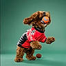 Enzo joined the competition — help win amazing prizes! action, animal, ball, black_jacket, brown, cute, dog, energetic, fur, green_background, indoor, jumping, pet, playful, poodle, red_jacket, small_basketball, sportswear, studio_photo, toy