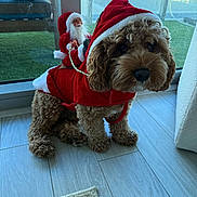 Enzo joined the competition — help win amazing prizes! animal, brown_dog, christmas, city_view, costume, curly_fur, cute, decor, dog, dog_clothing, floor, flooring, glass_door, holiday, indoor, pet, santa_outfit, small_santa, toy, window