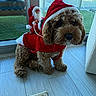 animal, brown_dog, christmas, city_view, costume, curly_fur, cute, decor, dog, dog_clothing, floor, flooring, glass_door, holiday, indoor, pet, santa_outfit, small_santa, toy, window