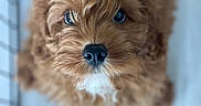 Enzo joined the competition — help win amazing prizes! adorable, animal, brown, close_up, curly_hair, cute, dog, eyes, face, fluffy, fur, indoor, looking_up, nose, pet, portrait, puppy, soft_focus, white_patch, young_dog