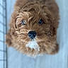 adorable, animal, brown, close_up, curly_hair, cute, dog, eyes, face, fluffy, fur, indoor, looking_up, nose, pet, portrait, puppy, soft_focus, white_patch, young_dog