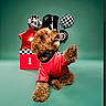 Enzo joined the competition — help win amazing prizes! balloons, brown_dog, celebration, checkered_pattern, cute, dog, fluffy, green_background, helmet, inflatable_balloon, number_one, paw, pet, playful, portrait, racing_jacket, red_jacket, star_balloon, studio_photo, tongue_out