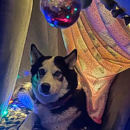 Raven joined the competition — help win amazing prizes! dog, husky, blanket, pillow, fort, indoor, cozy, lights, colorful_lights, bulb, resting, pet, canine, comfort, furniture, couch, animal, warm_lighting, home, cute