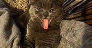 Rose participe au concours pour gagner de l'argent avec cette photo : animal, black_and_white, blanket, cat, close_up, cozy, dramatic, feline, funny, fur, golden_eyes, gray_cat, indoor, lying_down, pet, photography, pointed_ears, portrait, radial_pattern, tongue_out