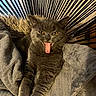 cat, gray_cat, tongue_out, funny, portrait, close_up, pet, feline, animal, golden_eyes, pointed_ears, fur, lying_down, blanket, cozy, indoor, dramatic, radial_pattern, black_and_white, photography