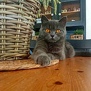 Rose a rejoint le concours — aidez-le/la à gagner de superbes lots ! amber_eyes, animal, cat, closeup, cozy, feline, front_paw, funny_expression, gray_cat, home, indoors, pet, portrait, potted_plants, sitting, table, wicker_basket, window, wooden_table, woven_mat
