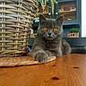 cat, gray_cat, pet, animal, feline, amber_eyes, sitting, front_paw, portrait, indoors, table, wooden_table, wicker_basket, woven_mat, potted_plants, window, home, cozy, closeup, funny_expression