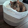 Harley joined the competition — help win amazing prizes! cat, tabby_cat, basket, fabric_basket, cozy, indoor, wooden_floor, pet, feline, curious, resting, cute, animal, domestic_animal, fur, whiskers, ears, eyes, soft, home