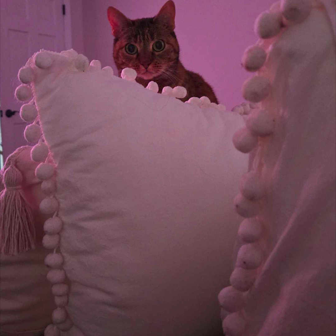 Harley joined the competition — help win amazing prizes! cat, pillow, pom_poms, indoor, curious, feline, soft_lighting, pink_light, room, door, decor, bedroom, fluffy, pet, animal, cozy, home, cute, tabby, peek
