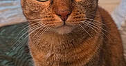 Harley joined the competition — help win amazing prizes! alert, animal, bedroom, blanket, cat, close_up, curious, cute, domestic_animal, ears, feline, fur, indoor, looking, pet, portrait, sitting, tabby, whiskers, wide_eyes