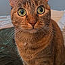 Harley joined the competition — help win amazing prizes! cat, tabby, wide_eyes, pet, animal, feline, whiskers, ears, fur, indoor, bedroom, blanket, curious, close_up, sitting, portrait, domestic_animal, looking, cute, alert