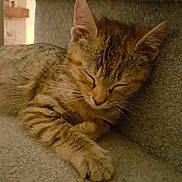 Harley joined the competition — help win amazing prizes! cat, kitten, sleeping, tabby, paw, carpet, stairs, feline, pet, animal, cute, resting, indoors, cozy, fur, whiskers, closeup, peaceful, relaxed, young