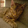 cat, kitten, sleeping, tabby, paw, carpet, stairs, feline, pet, animal, cute, resting, indoors, cozy, fur, whiskers, closeup, peaceful, relaxed, young
