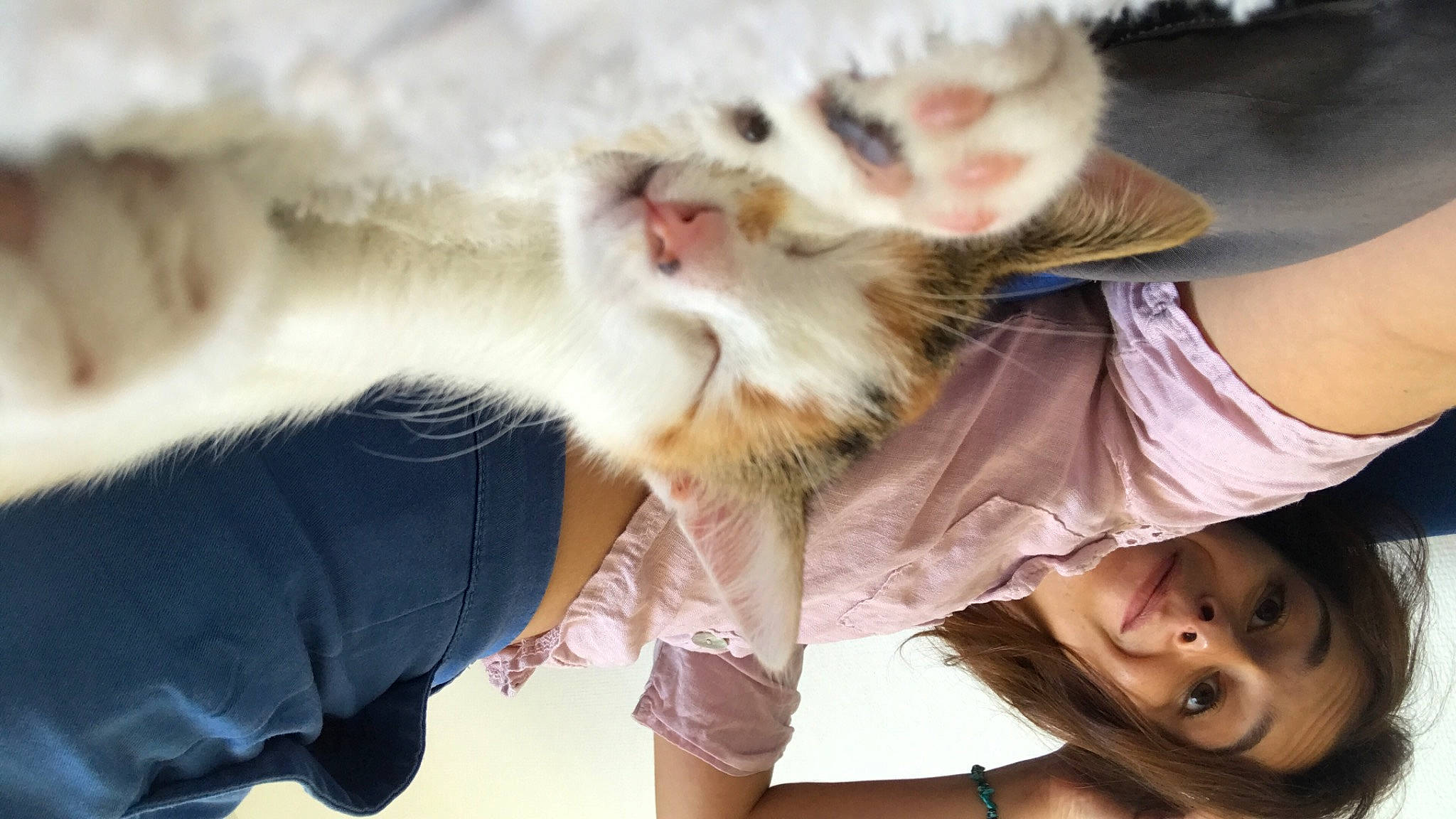 Bean a rejoint le concours — aidez-le/la à gagner de superbes lots ! carnivore, cat, child, claw, companion_dog, domestic_short_haired_cat, ear, eye, fawn, felidae, fur, gesture, happy, jaw, nose, paw, small_to_medium_sized_cats, snout, tail, whiskers