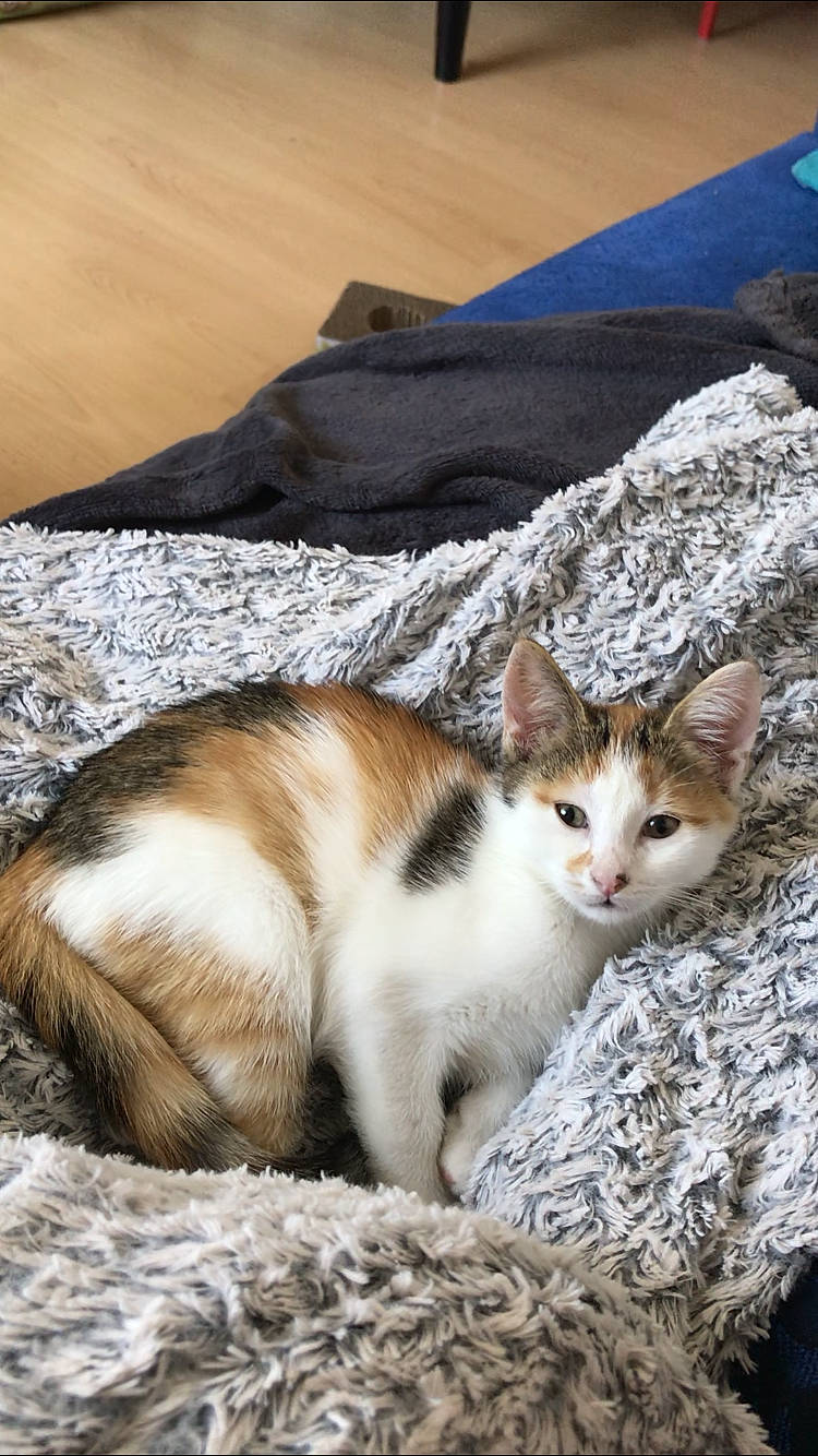 Bean a rejoint le concours — aidez-le/la à gagner de superbes lots ! carnivore, cat, cat_supply, claw, comfort, domestic_short_haired_cat, fawn, felidae, fur, landscape, paw, rock, sitting, small_to_medium_sized_cats, snout, tail, terrestrial_animal, whiskers, wildlife, wood