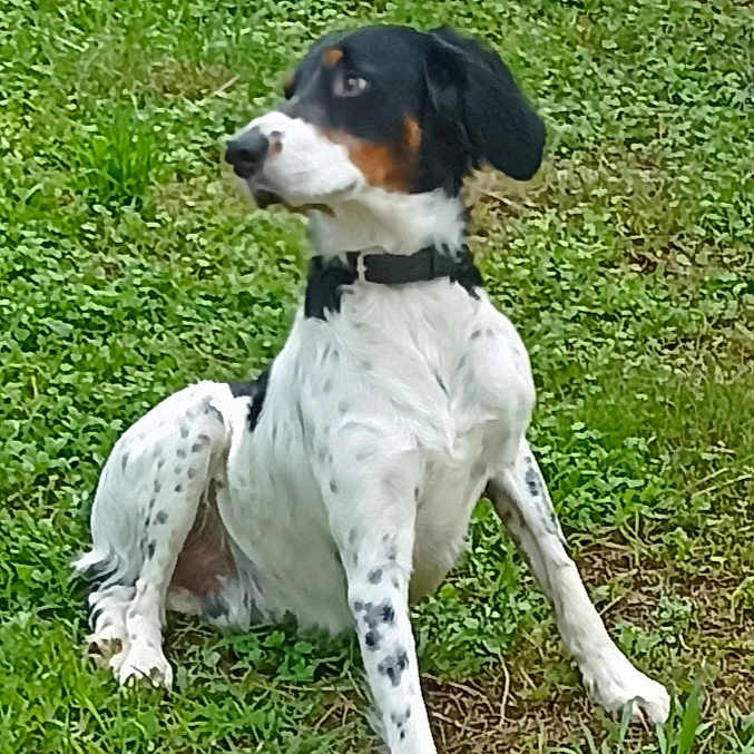Serpico