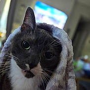 Gypsy joined the competition — help win amazing prizes! cat, black_and_white, close_up, portrait, fluffy, hooded, wrapped, wide_eyed, green_eyes, whiskers, fur, indoor, blurred_background, dramatic, funny, curious, pet, animal, photography, black_borders