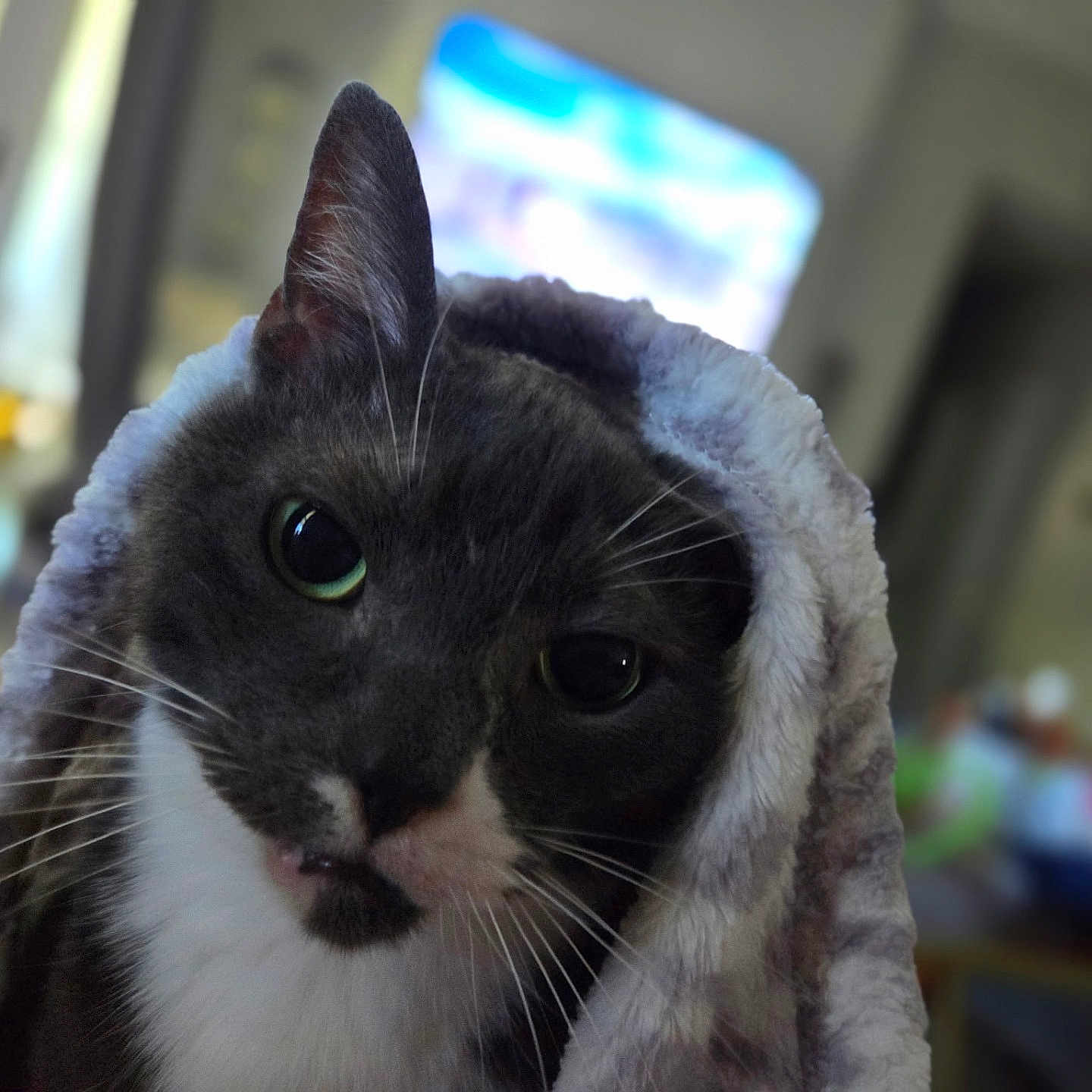 Gypsy joined the competition — help win amazing prizes! cat, black_and_white, close_up, portrait, fluffy, hooded, wrapped, wide_eyed, green_eyes, whiskers, fur, indoor, blurred_background, dramatic, funny, curious, pet, animal, photography, black_borders