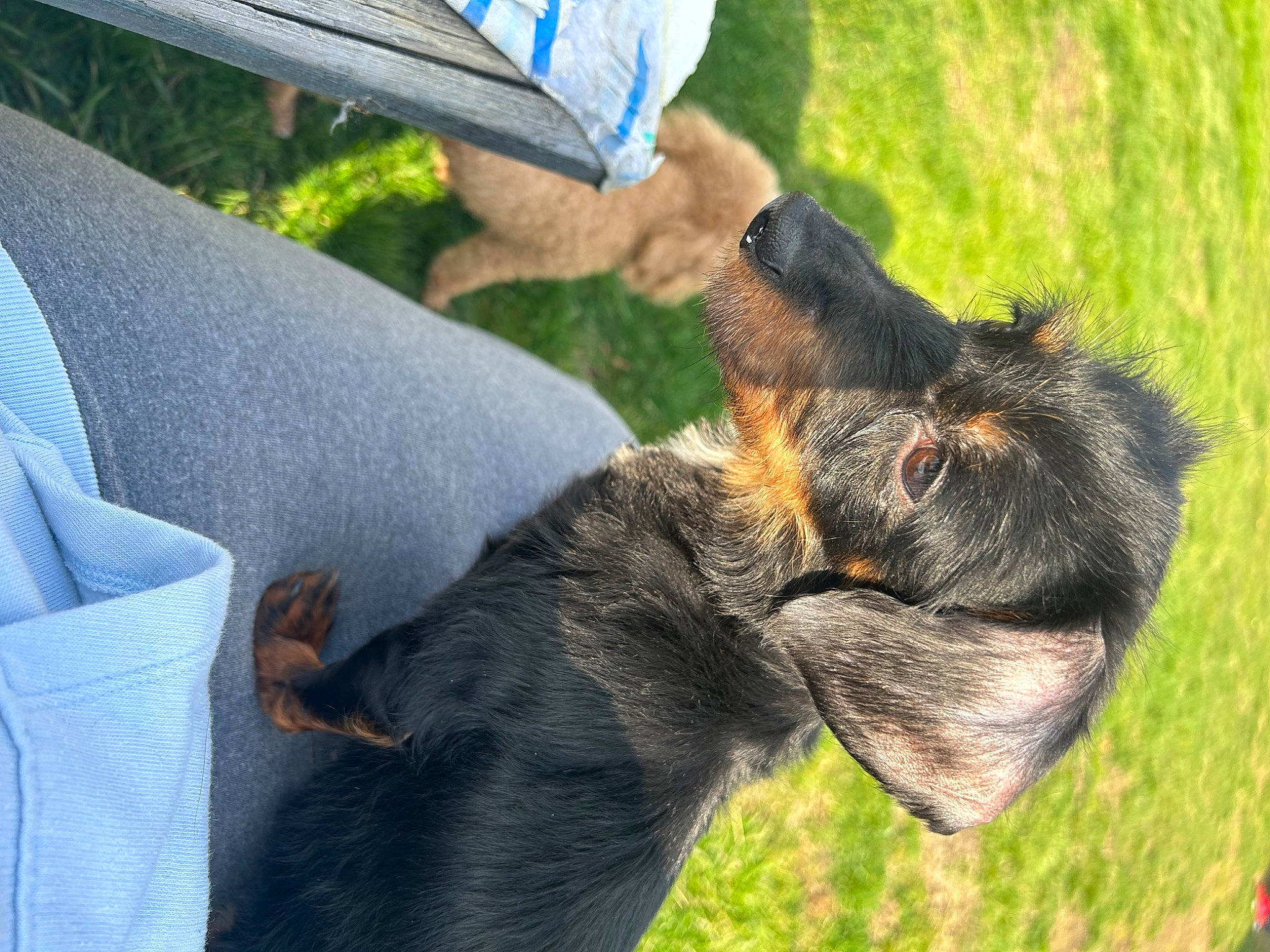 Piper joined the competition — help win amazing prizes! canidae, carnivore, claw, comfort, companion_dog, dog, dog_breed, electric_blue, fur, gesture, grass, guard_dog, paw, plant, sporting_group, tail, terrestrial_animal, window, working_animal, working_dog