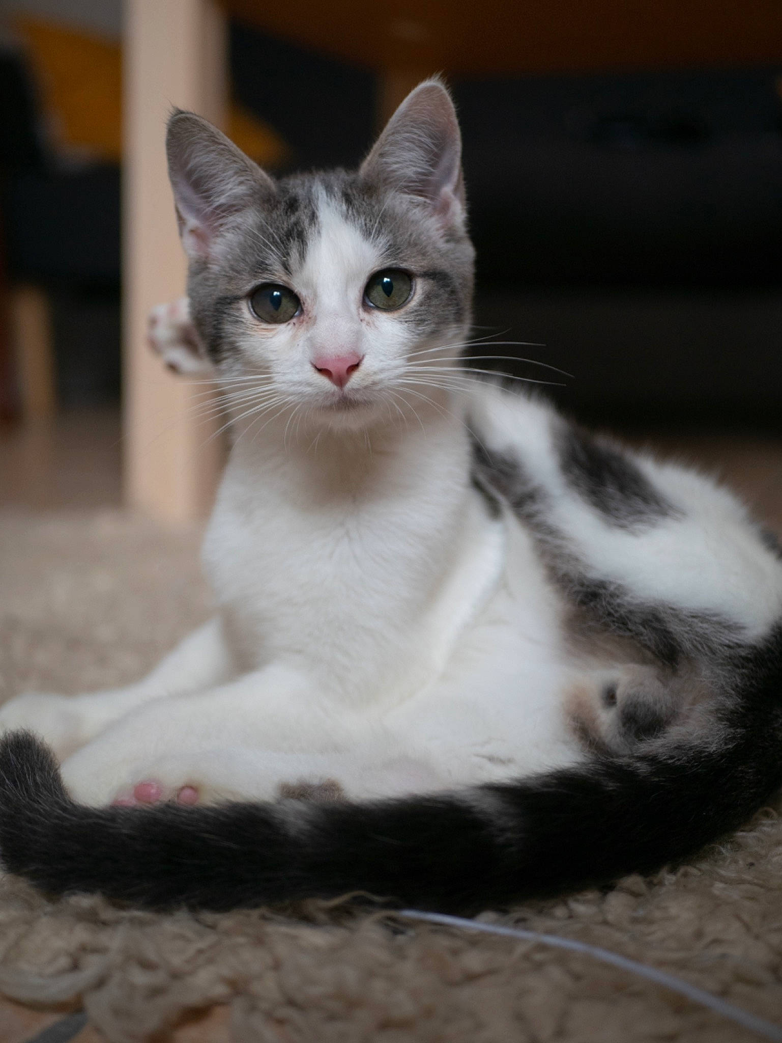 Patapouf a rejoint le concours — aidez-le/la à gagner de superbes lots ! carnivore, cat, claw, domestic_short_haired_cat, felidae, fur, monochrome_photography, paw, sitting, small_to_medium_sized_cats, snout, tail, terrestrial_animal, whiskers