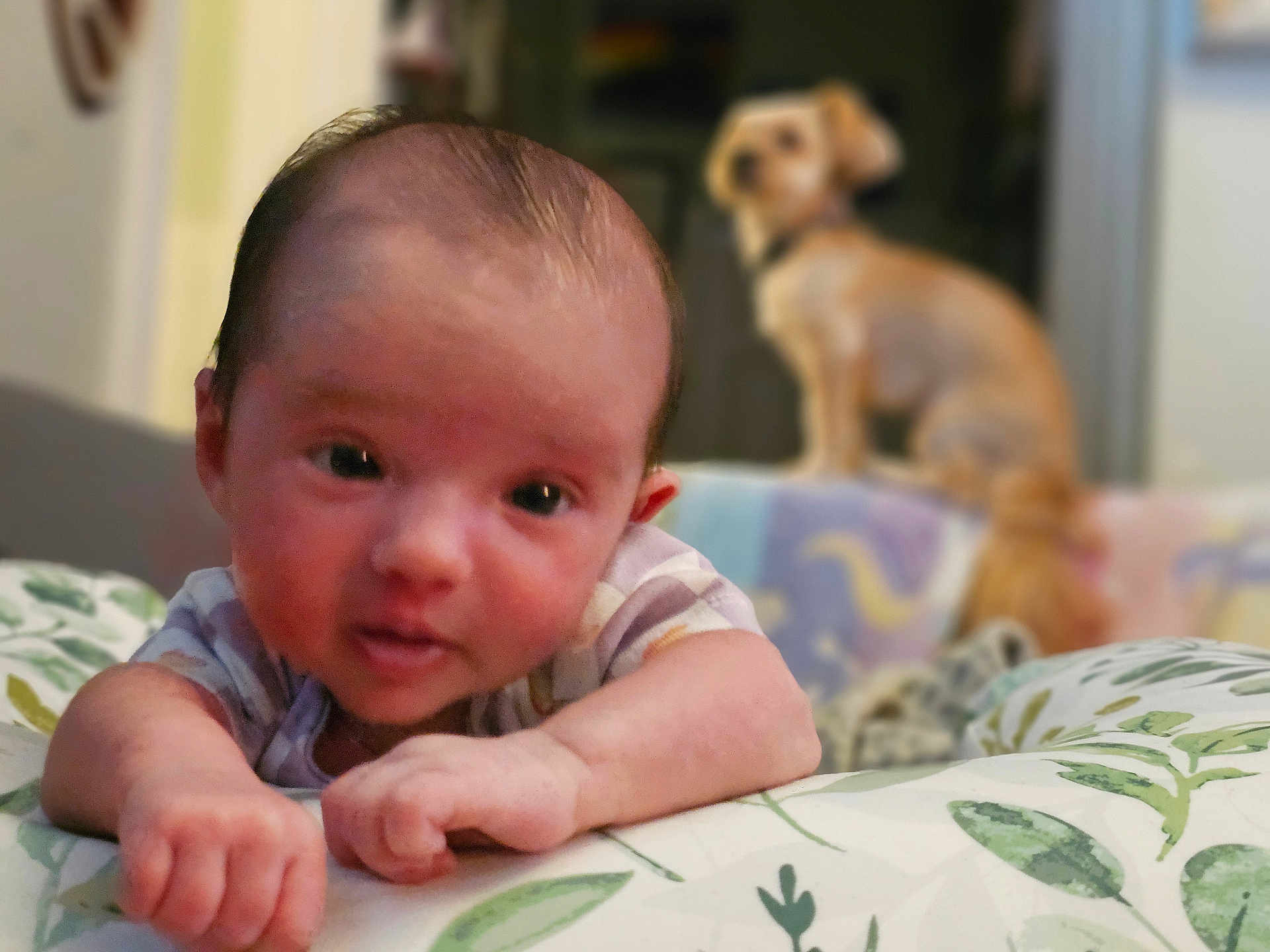 Sophia joined the competition — help win amazing prizes! baby, infant, face, person, dog, pet, blurred_background, cushion, leaf_pattern, home, indoor, curious, lying_down, close_up, skin, hair, hand, expression, animal, domestic