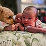 Sophia joined the competition — help win amazing prizes! baby, infant, dog, pet, animal, face, curious, pillow, leaf_pattern, indoors, closeup, cute, expression, skin, hand, fur, small_dog, sleepwear, portrait, interaction