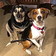 Lucy is registered to the contest to win money with this photo: animal, black_and_tan_dog, brown_and_white_dog, carpet, collar, companion, curious, cute, dog, domestic, floor, heart_tag, household, indoor, looking_at_camera, pet, sitting, tablecloth, two_dogs, wooden_chair