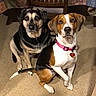 animal, black_and_tan_dog, brown_and_white_dog, carpet, collar, companion, curious, cute, dog, domestic, floor, heart_tag, household, indoor, looking_at_camera, pet, sitting, tablecloth, two_dogs, wooden_chair
