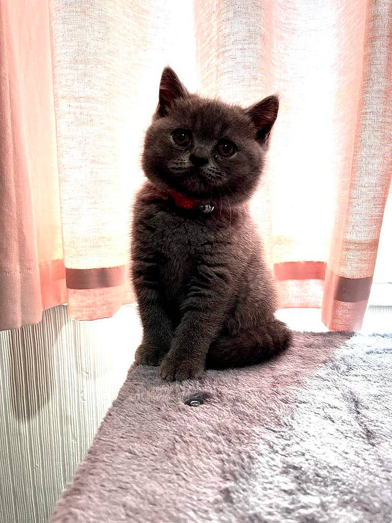 Florence is registered to the contest to win money with this photo: black_cat, carnivore, cat, curtain, domestic_short_haired_cat, eye, fawn, felidae, flooring, fur, grey, shadow, small_to_medium_sized_cats, snout, tail, terrestrial_animal, tints_and_shades, tree, whiskers, wood