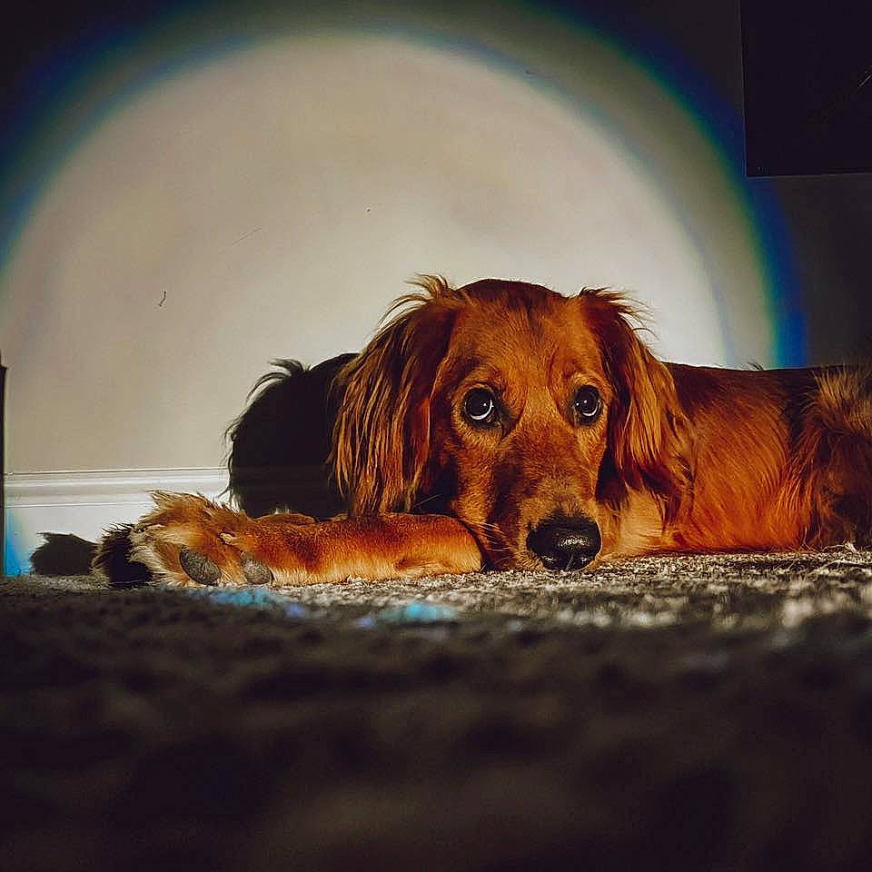 Anastasia is registered to the contest to win money with this photo: canidae, carnivore, cloud, companion_dog, dog, dog_breed, irish_setter, puppy, sky, snout, sporting_group